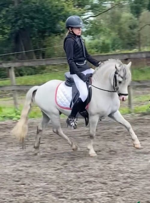 Bild av Härlig Welsh mountainhingst i avel!