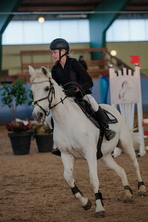 Bild av Trygg, rolig och snäll c-ponny 138cm