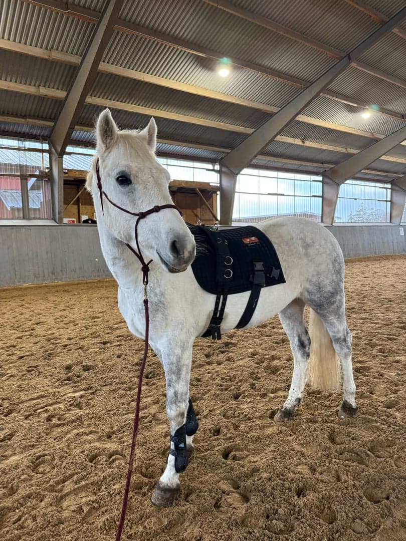 Bild 1 av Farran Rocky