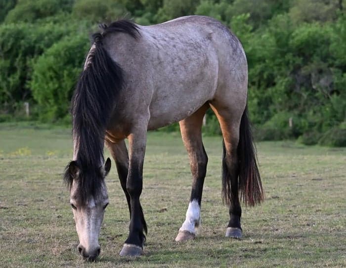 Media 3 av Uppväxande 4-årig Dun Mare - Connemara