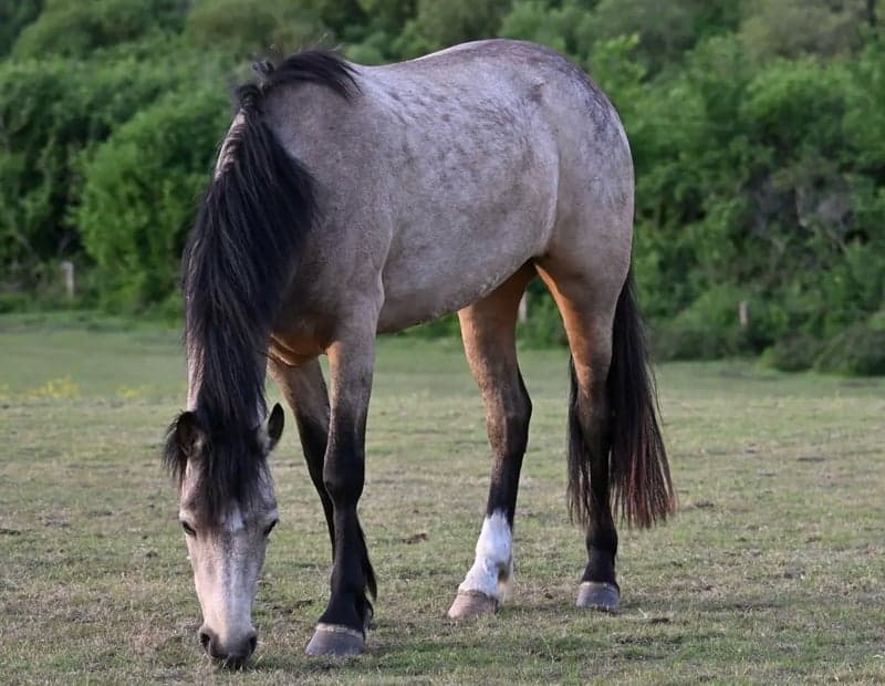 Bild 3 av Uppväxande 4-årig Dun Mare - Connemara