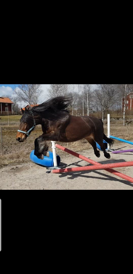 Bild 1 av Slotts vilda