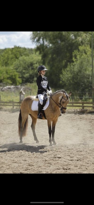 Inlägg 4 av Dressyr