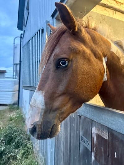 Inlägg 17 av Svensk Ridponny med titeln Fina Billy har blivit så stor 😍❤️