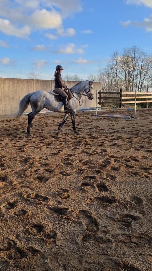 Bild av Ettårigt SWB sto med lovande hoppstam