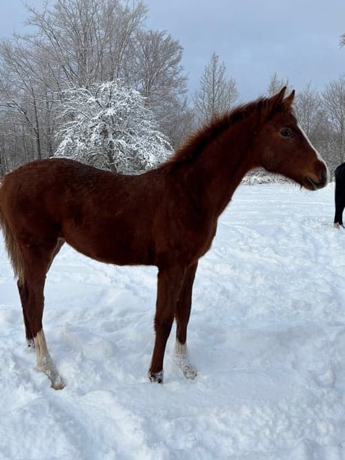 Bild av Fin hingst som söker sin egna ryttare