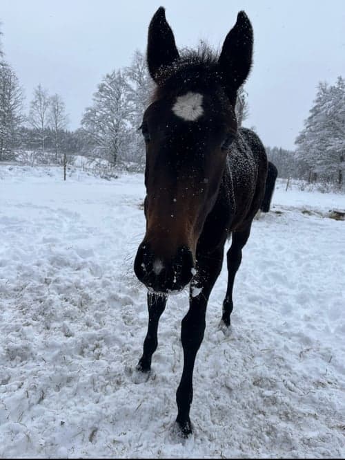Bild av Snyggt & trevligt stoföl -25 med prestationsstam