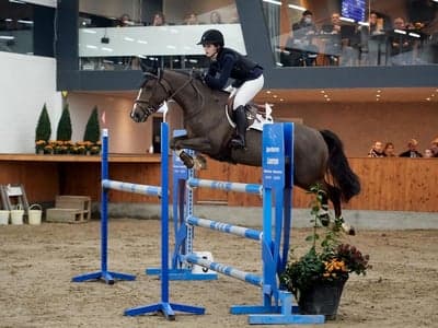 Post 8 of Selle Français