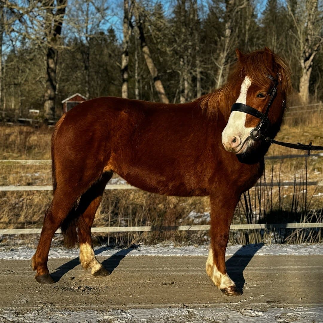 Bild 1 av LGJs molly