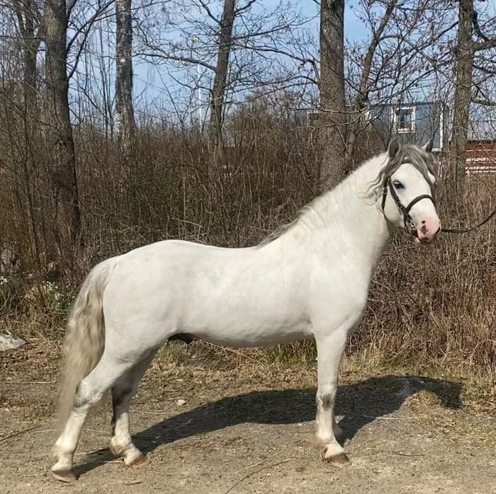 Media 4 av Hingst i avel