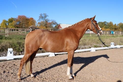 Bild av Snäll och fin unghäst