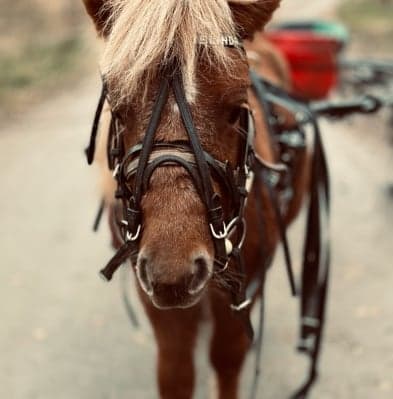 Media 1 av Semas Fawkes