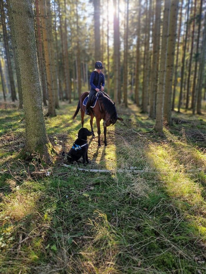 Media 1 av Galates gilda