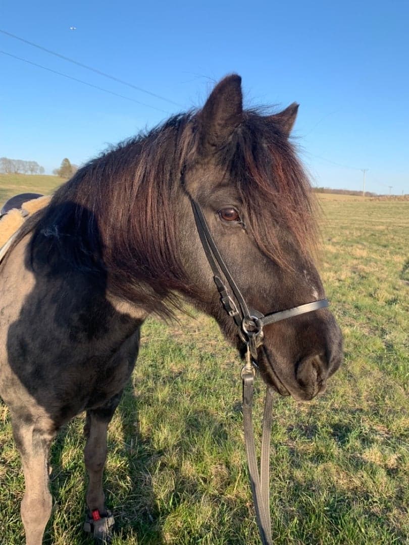 Bild 1 av Askur fra Mosfellsbæ