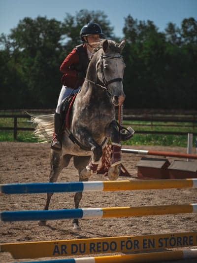 Inlägg 11 av Arabiskt Fullblod med titeln Hopptävling 
