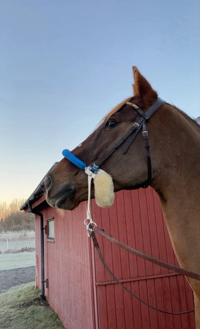 Bild 3 av Sprenger hackamore