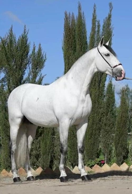 Bild av Mäktig PRE-hingst