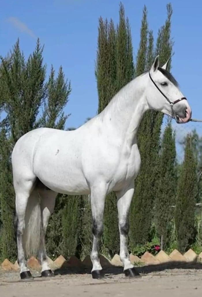 Media 2 av Jerezano NR