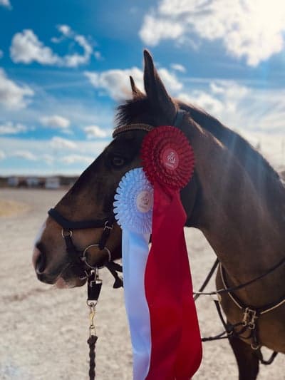 Inlägg 215 av Hoppning med titeln Tävling