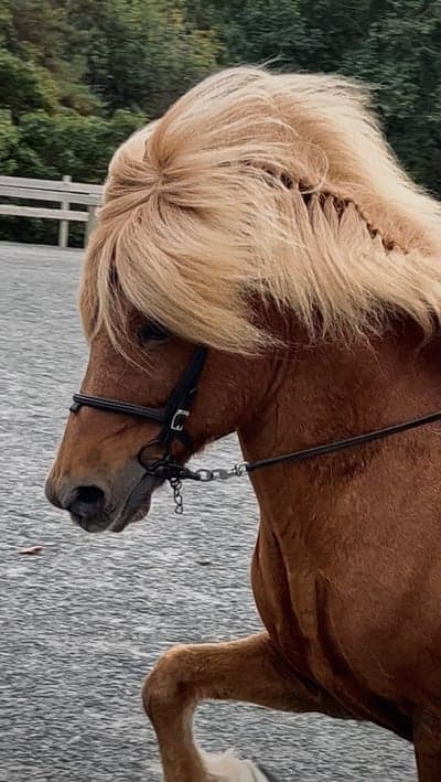 Inlägg 5 av Island med titeln Johan trening🤍 fredag 15. september
