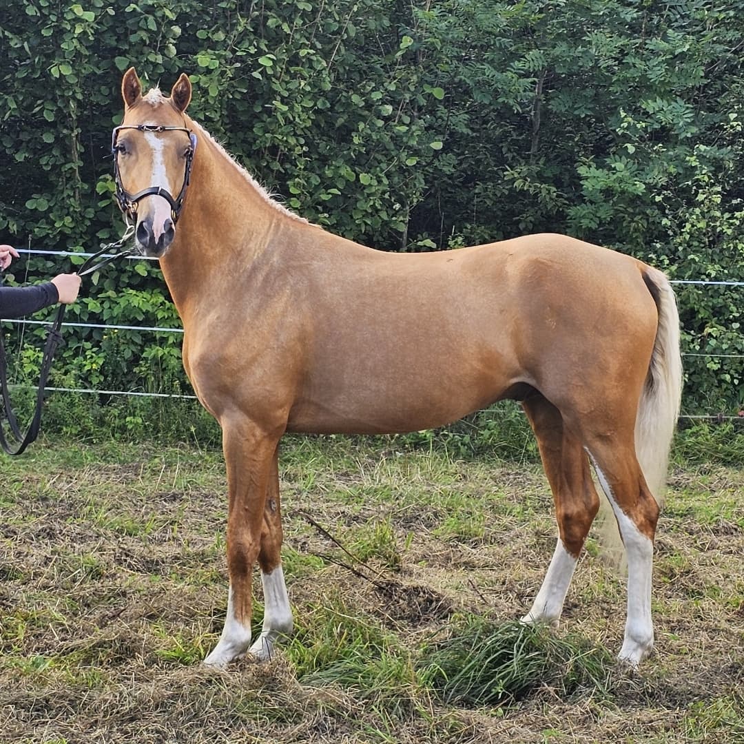 Bild 1 av Alslyckas High Quality