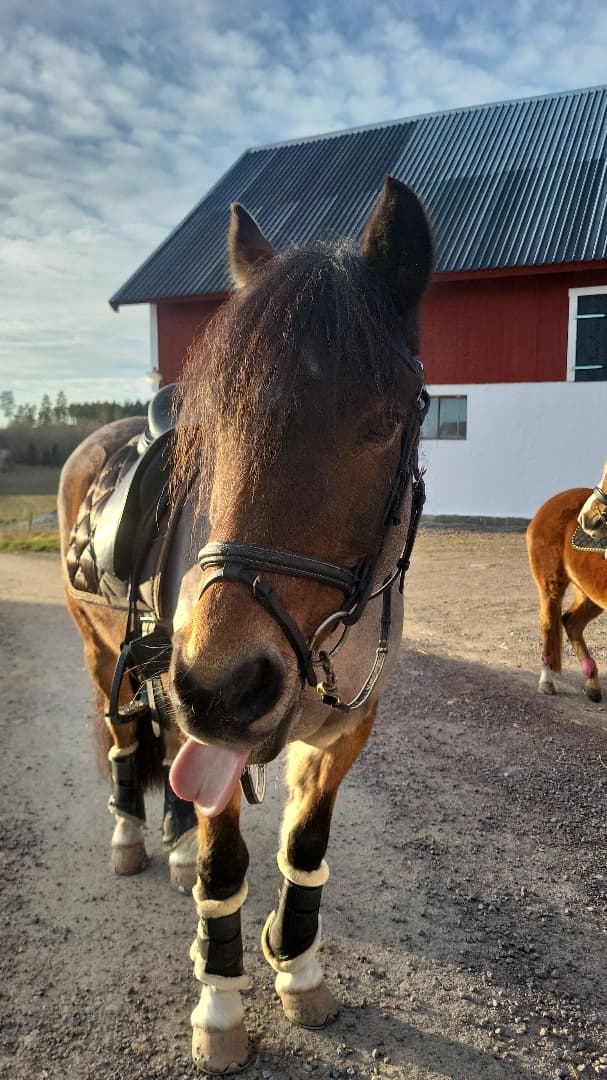 Media 9 av Jammi Dodger