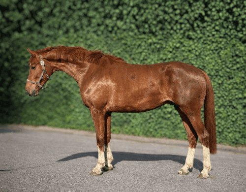 Image of Talangfull ung dressyrhäst för ryttaren med ambition 🌟