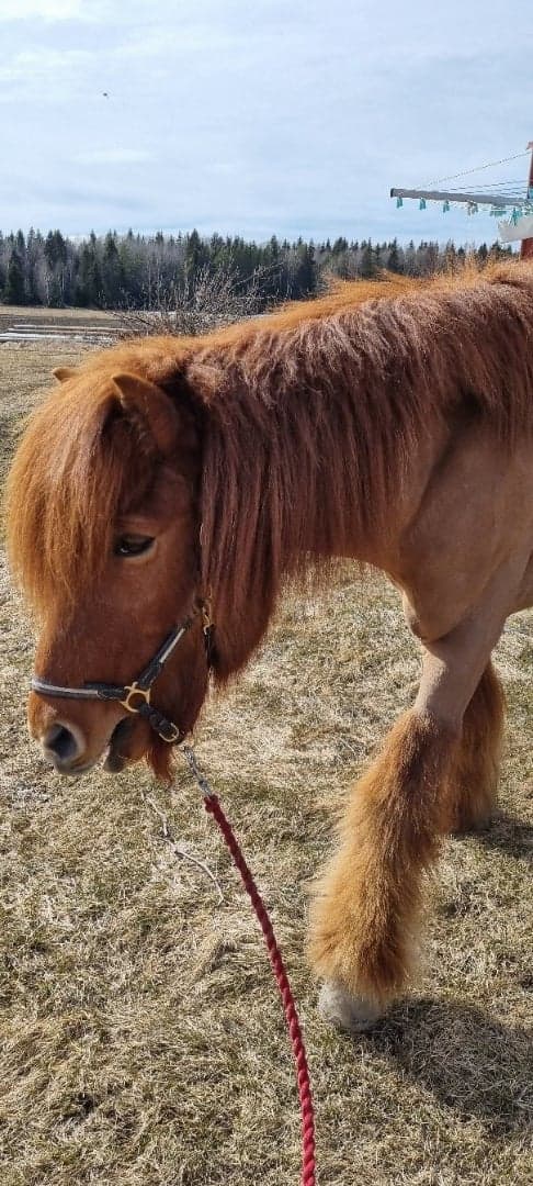 Media 1 av Ottar från Vendel