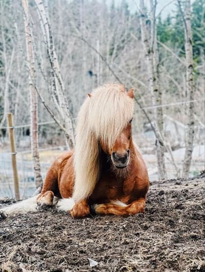 Inlägg 60 av Allround med titeln Slapper av etter frokost🦄☀️💤