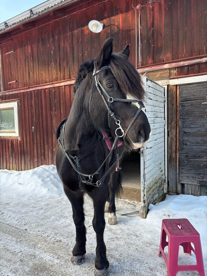 Bild 3 av Midgårds Viking