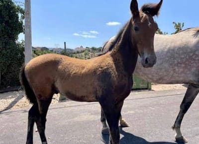 Inlägg 10 av Lusitano med titeln Rebell föds (i Spanien)