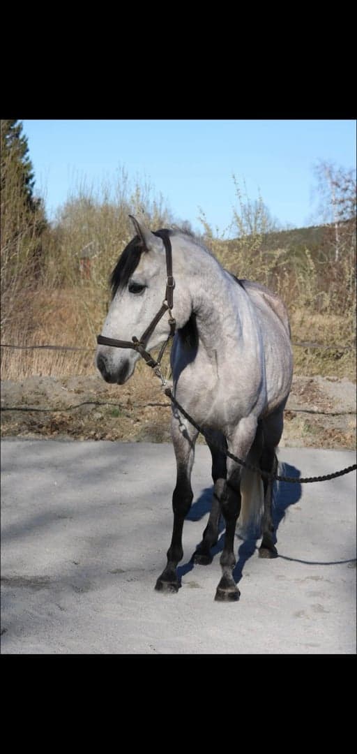 Bild 2 av placeholder text