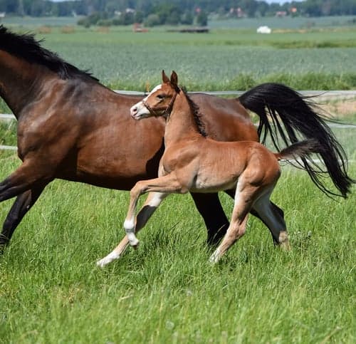 Bild av En otroligt social och trevlig hingst med fantastisk rörlighet