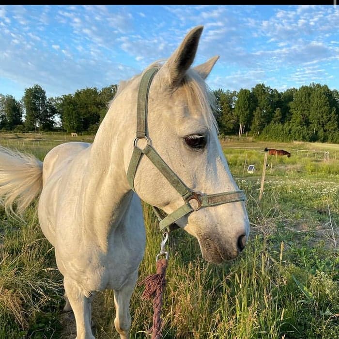 Media 1 av Munsbro Jody