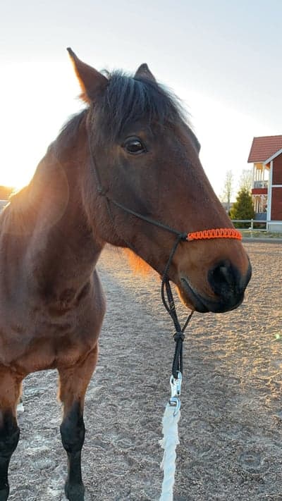 Inlägg 111 av Allround med titeln Finaste hästen i världen ❤️❤️❤️