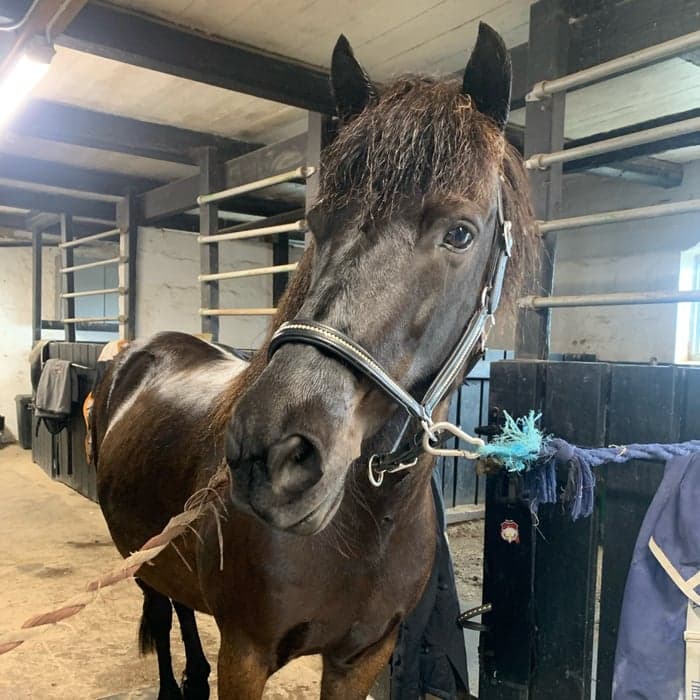 Media 1 av Stjarna från Snubberöd