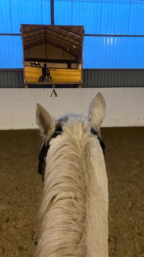 Bild av Maxad D ponny tillsalu