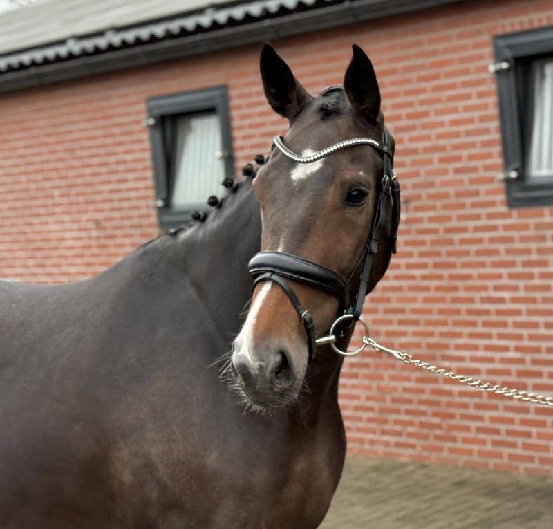 Bild 2 av Royal Diamond