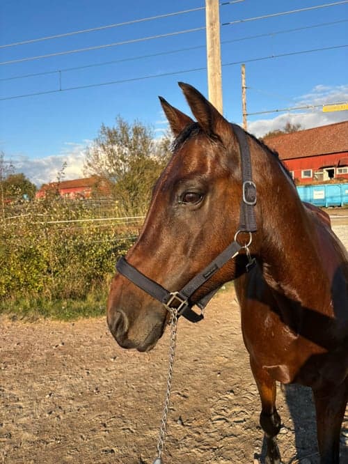 Bild av Topp hopphäst söker fodervärd 🌟🌟🌟🌟🌟