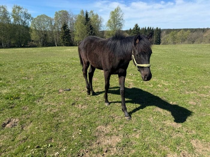 Media 4 av Charmig kille