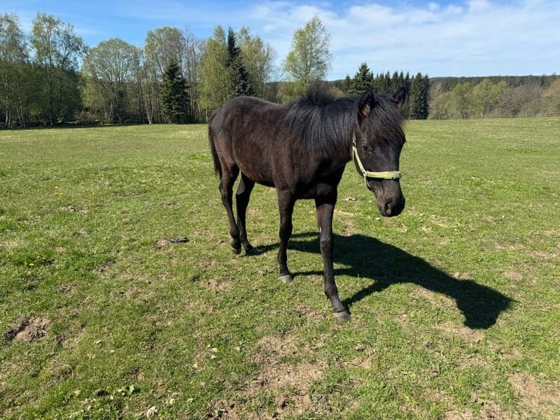Bild 4 av Charmig kille