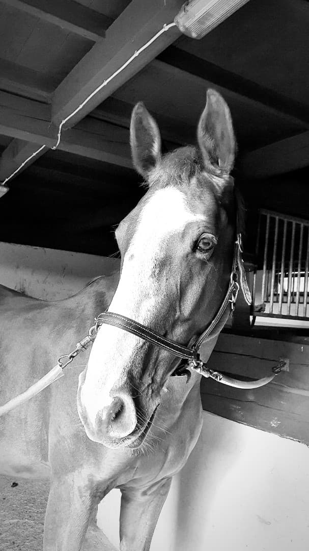 Media 1 av Szépség