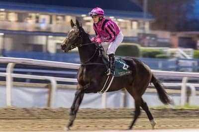 Inlägg 85 av Galopp med titeln Tangseer 