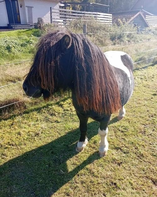 Bild av Snälla Conny söker ny familj