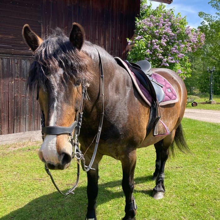 Media 1 av Klack Stella