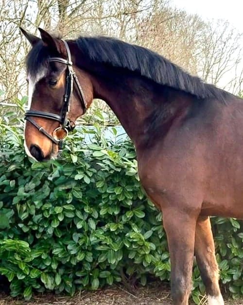 Bild av Trevlig valack - både på banan och i terräng 🩷