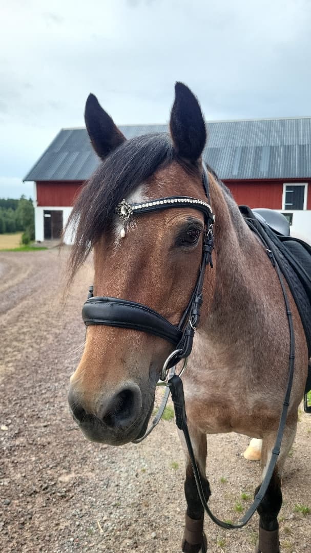 Media 14 av Jammi Dodger