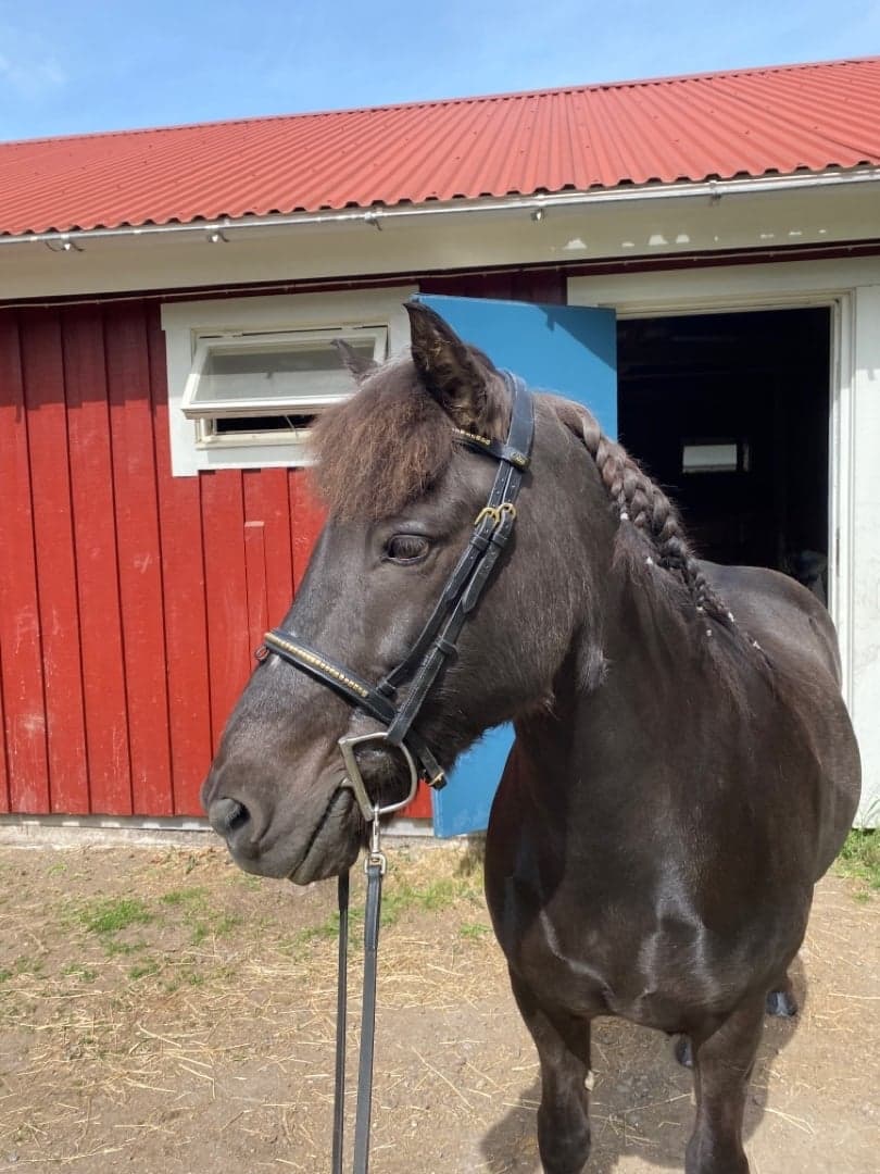 Bild 1 av Gná frá Uppsölum