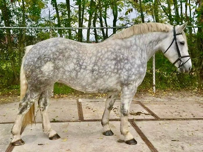 Media 3 av Sto, 160 cm