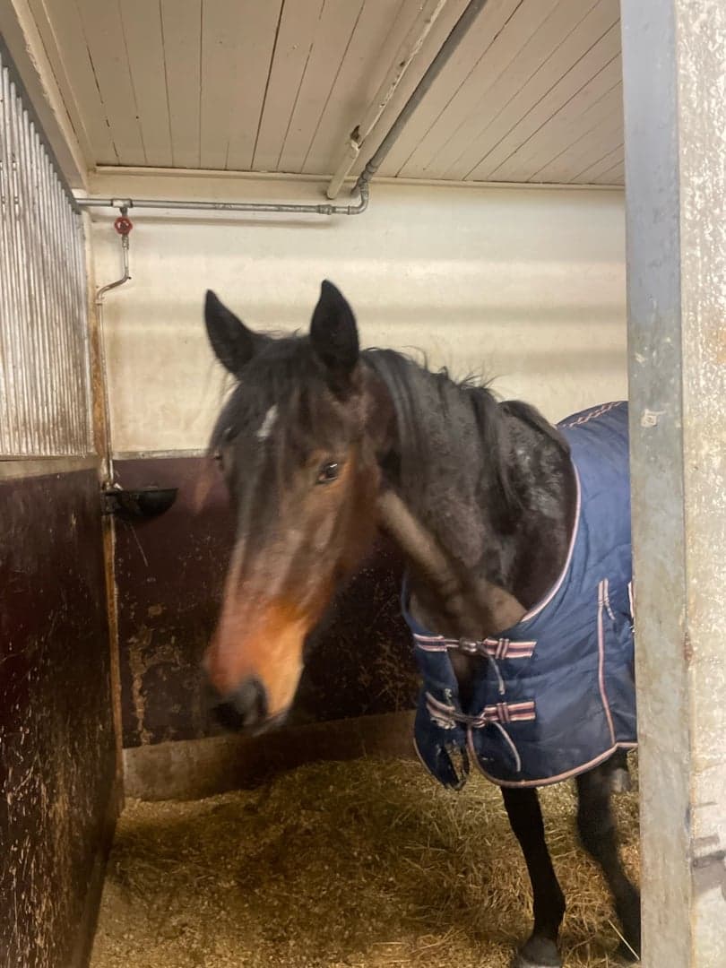 Bild 1 av Sweet melissa